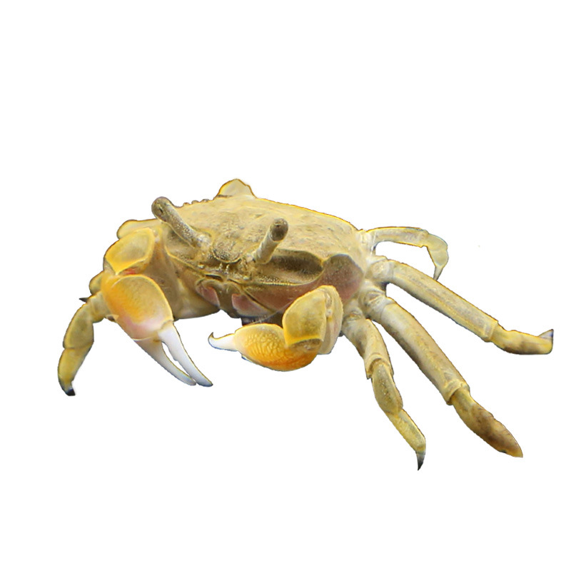 Pet Crab Living Mini Ornamental Crab Living Mini Crab Pepper Crab Deepwater Crab Eating Planchia Can be Mixed with Fish and Shrimp