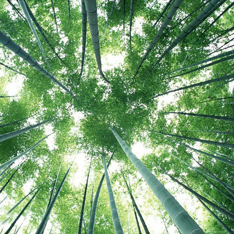 Wholesale Green Bamboo Seedlings, Green Bamboo Courtyard Community Planting, Potted Plants, Suitable Quantity, Large Price Discount