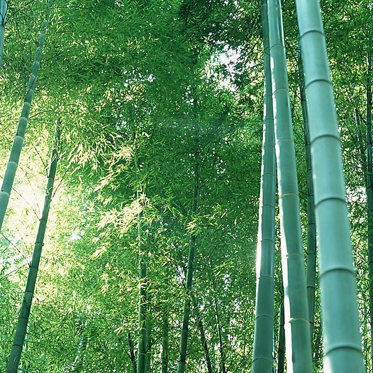 Оптовая продажа зеленых саженцев бамбука, бамбук для двора, посадка в сообществе, горшечные растения, подходящее количество, большая скидка на цену