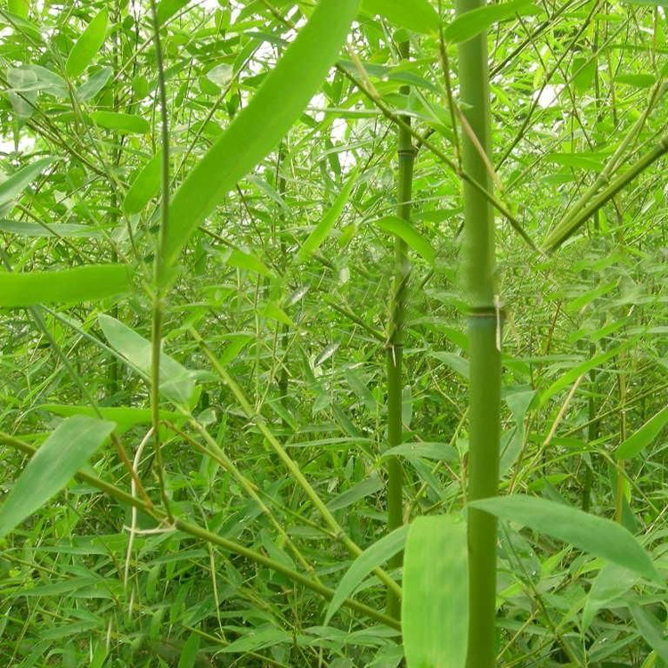 Wholesale Green Bamboo Seedlings, Green Bamboo Courtyard Community Planting, Potted Plants, Suitable Quantity, Large Price Discount