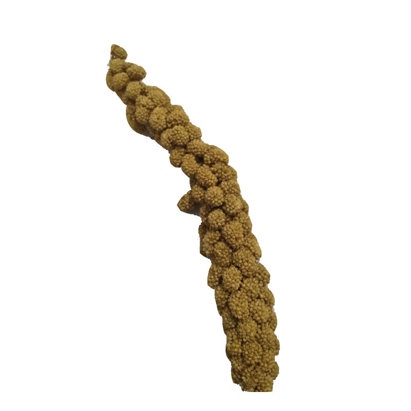 Small Corn Molar Grain Block Red White Green Black Yellow Grain Ear Flaxseed Ear Oat Ear Sorghum Ear Rice Ear