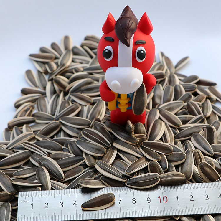 Free shipping premium good goods in stock 363 fine raw melon seeds new goods Inner Mongolia high quality origin wholesale melon seeds