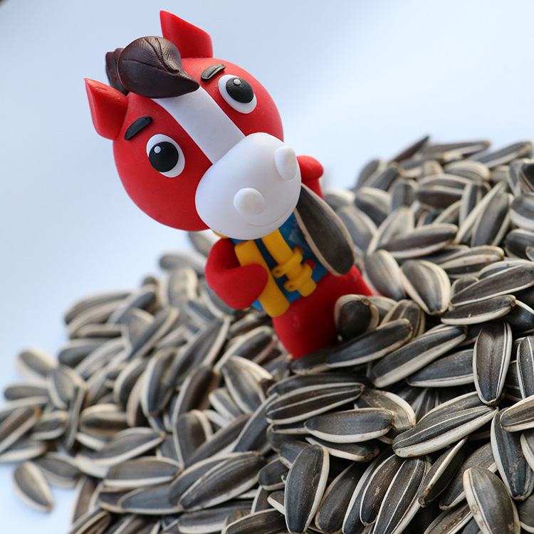 Free shipping premium good goods in stock 363 fine raw melon seeds new goods Inner Mongolia high quality origin wholesale melon seeds