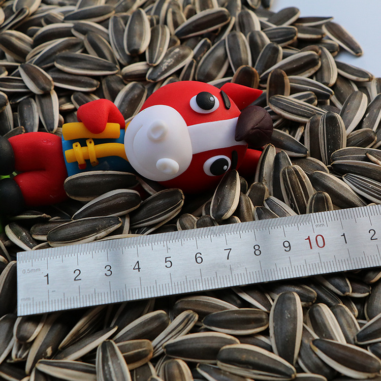 Free shipping premium good goods in stock 363 fine raw melon seeds new goods Inner Mongolia high quality origin wholesale melon seeds