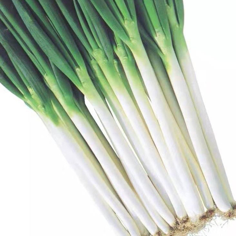 Free Shipping from Shandong to Your Location: Fresh Green Onions, Freshly Dug Green Onions for Pancakes, Fresh Green Onions