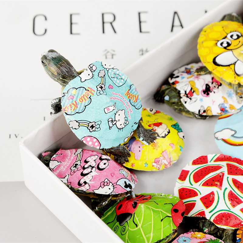 Wholesale colorful little turtle pet turtle living creature color little turtle colorful viewing Brazilian turtle stall small color turtle