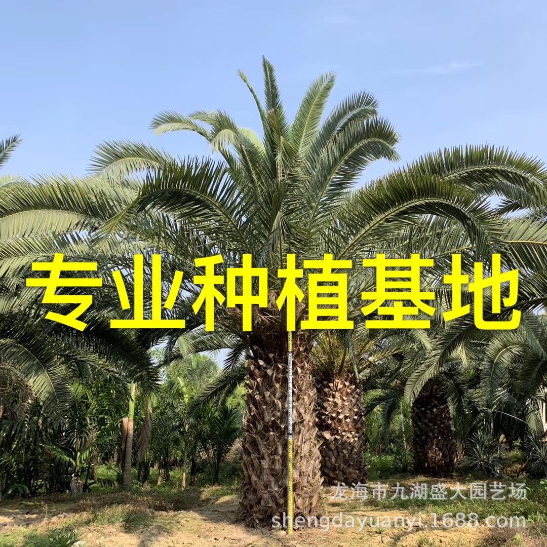 Фуцзянская морская дата, оптовая продажа, Чжэцзян, цена на пальму морской даты, пальма морской даты, голова, база