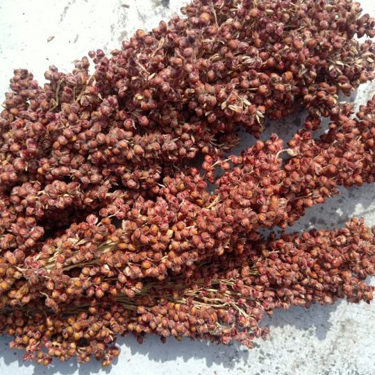 Сорго, новая порция, один килограмм