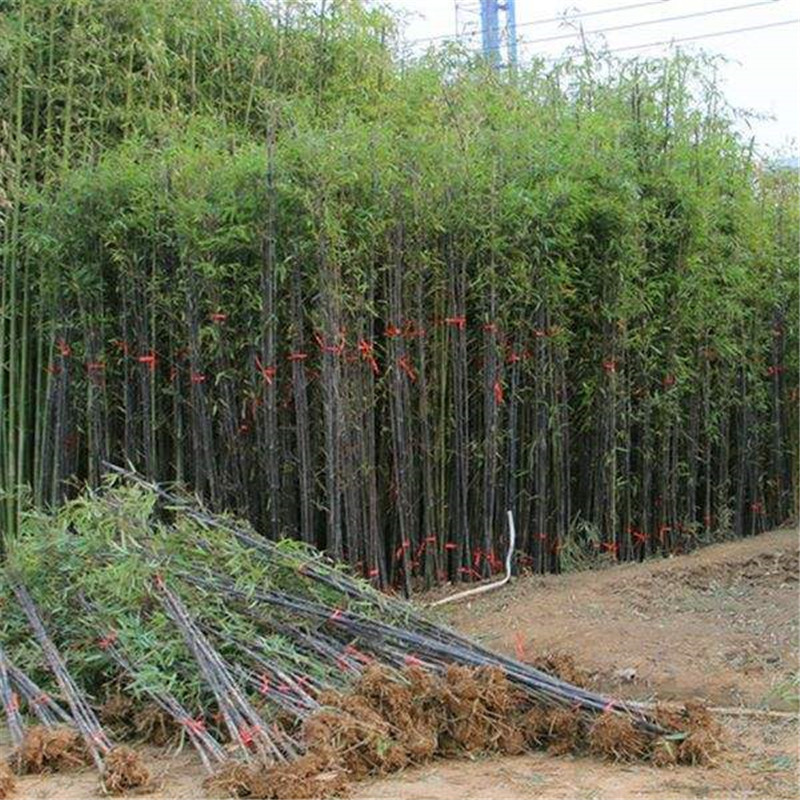 Gold Inlaid Jade Bamboo Seedlings, Evergreen All Year Round, Outdoor Courtyard, Indoor Balcony Ornamental Plants, Green Bamboo, Purple Bamboo, Luohan Bamboo