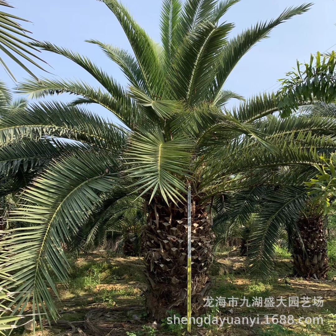 Fujian Canary Sea Date Wholesale Zhejiang Canary Sea Date Tree Price Canary Sea Date Tree Canary Sea Date Head Base