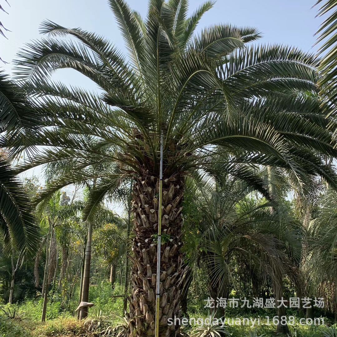 Fujian Canary Sea Date Wholesale Zhejiang Canary Sea Date Tree Price Canary Sea Date Tree Canary Sea Date Head Base