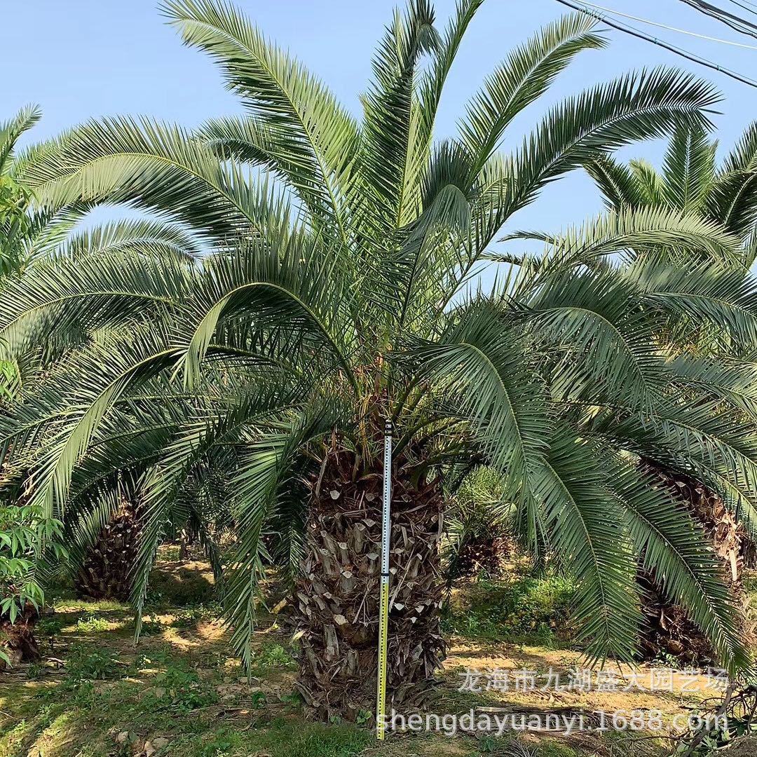 Fujian Canary Sea Date Wholesale Zhejiang Canary Sea Date Tree Price Canary Sea Date Tree Canary Sea Date Head Base