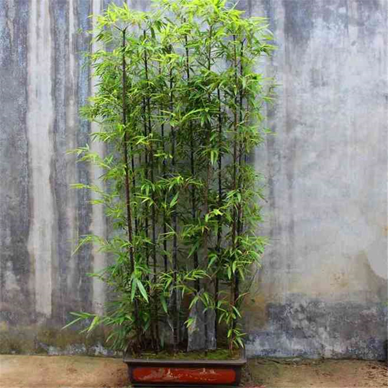 Gold Inlaid Jade Bamboo Seedlings, Evergreen All Year Round, Outdoor Courtyard, Indoor Balcony Ornamental Plants, Green Bamboo, Purple Bamboo, Luohan Bamboo