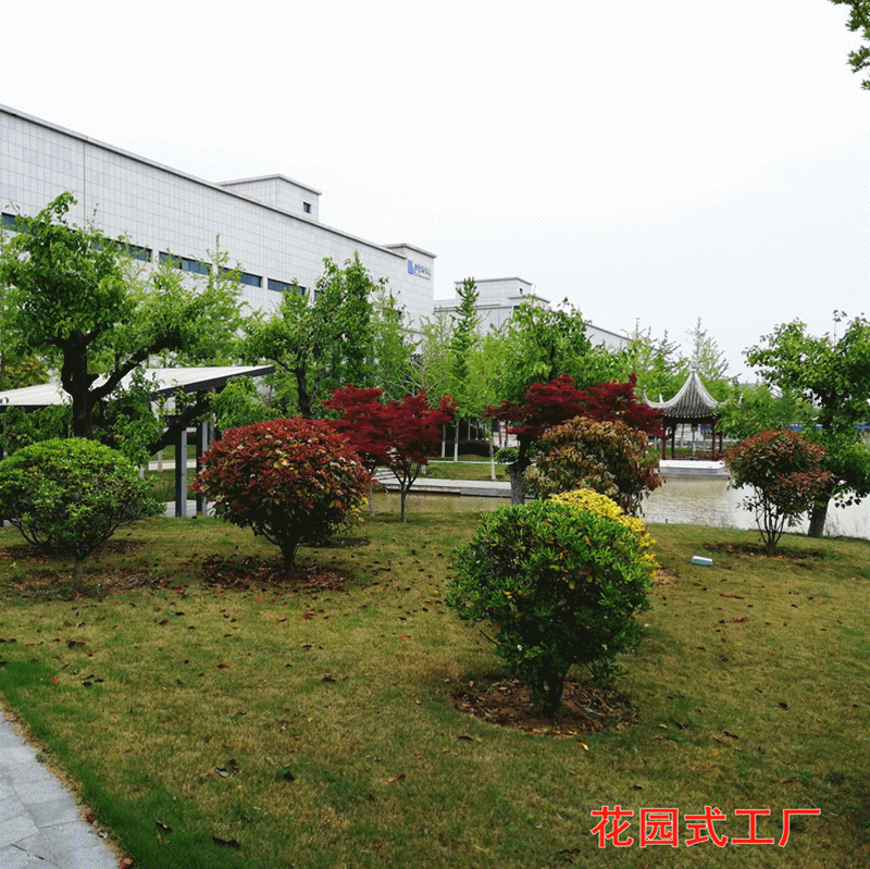 [Manufacturer] Supply of Dry Cleaning Dust-Free Tartary Buckwheat Hulls (Skin) Jianghu Exhibition Preferred Product Quality Assurance