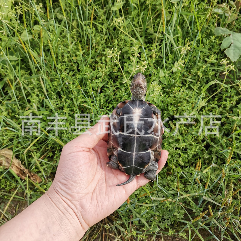 3- 15cm Large and Small Grass Turtles, Golden Line Turtles, Black-Bellied Turtles, Black Turtle, Wild Turtles, Baby Turtles, Aquatic Turtles, Chinese Grass Turtles