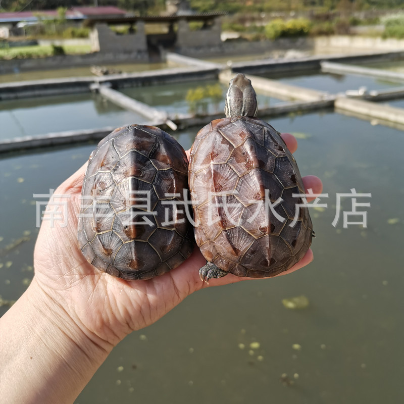 3- 15cm Large and Small Grass Turtles, Golden Line Turtles, Black-Bellied Turtles, Black Turtle, Wild Turtles, Baby Turtles, Aquatic Turtles, Chinese Grass Turtles