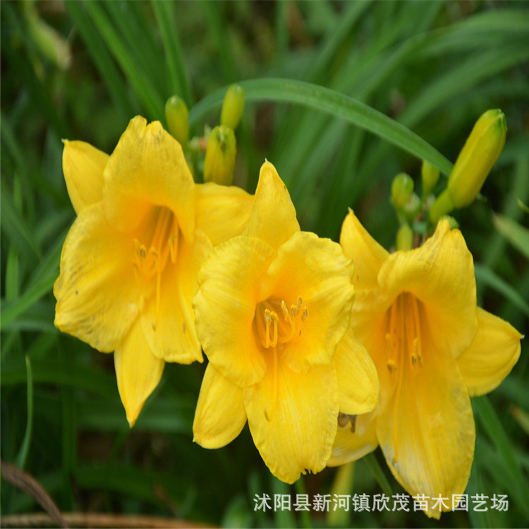 Base Wholesale Supply of Golden Doll Hemerocallis Seedlings Ground Cover Greening Seedlings Low Price Promotion