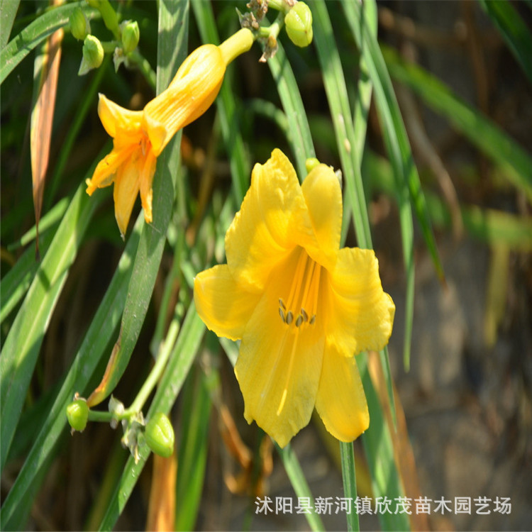 Base Wholesale Supply of Golden Doll Hemerocallis Seedlings Ground Cover Greening Seedlings Low Price Promotion