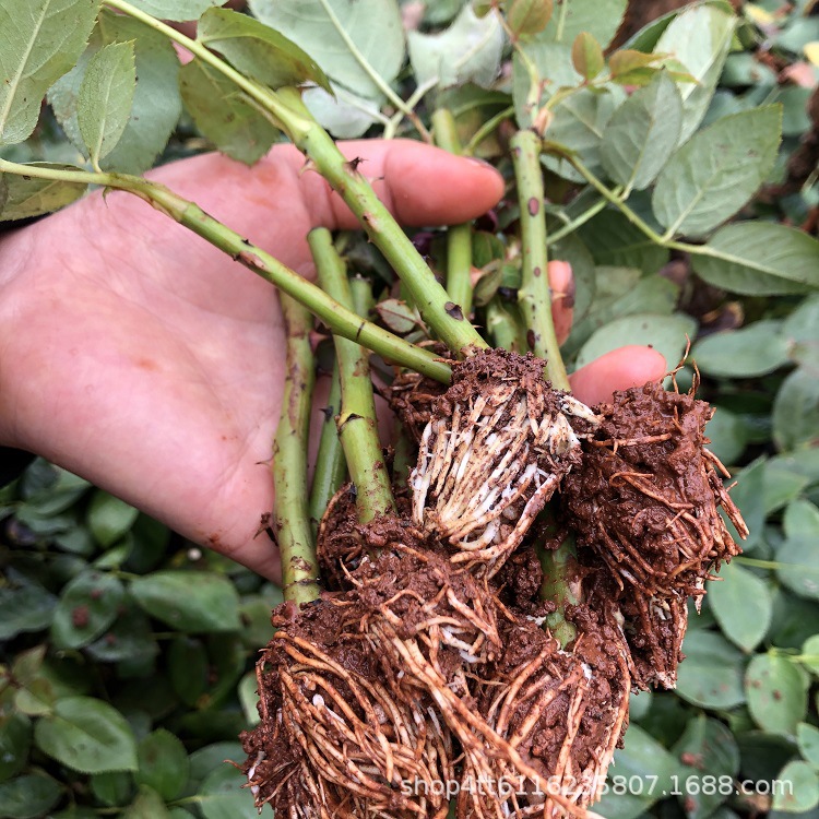 Yunnan Base Flower Seedlings, Four-Season Corolla Fresh-Cut Large-Flowered Red Rose Seedlings, Rose Potted Florals