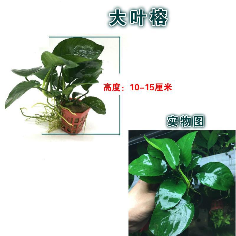 Big leaf Banyan small bar Banyan aquarium fish tank landscaping decoration water Banyan tied Wood real aquatic plants wholesale living