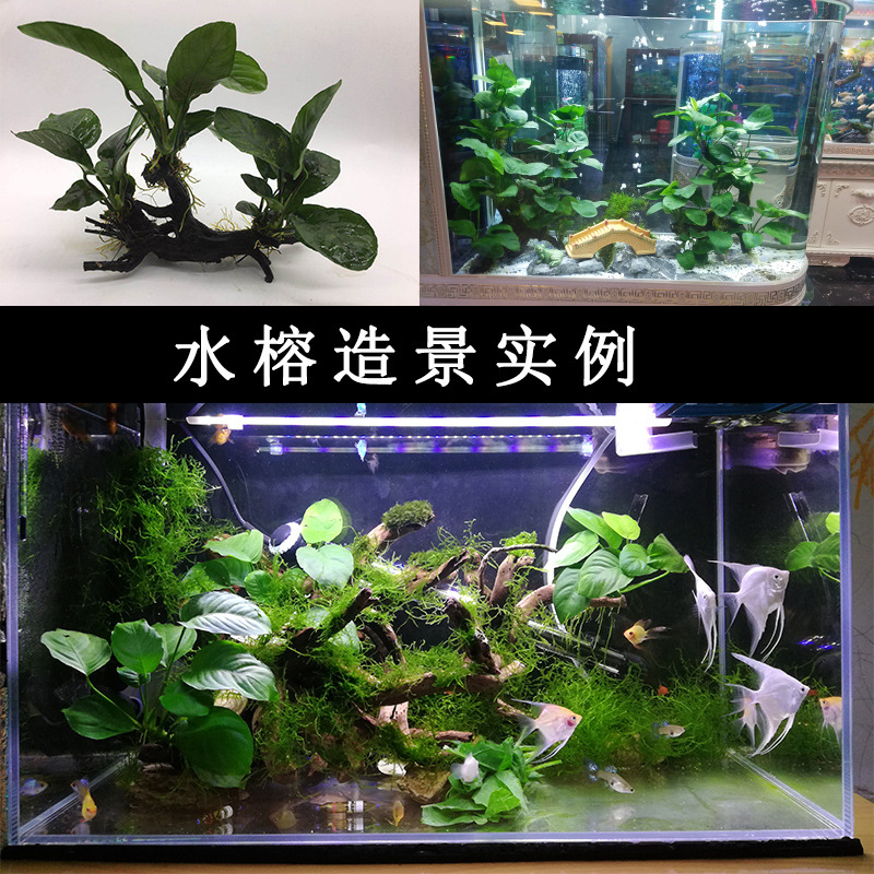 Big leaf Banyan small bar Banyan aquarium fish tank landscaping decoration water Banyan tied Wood real aquatic plants wholesale living