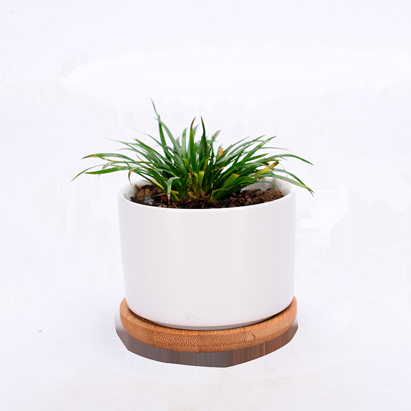 Ceramic Fleshy Flower Pot Creative Indoor Desktop White Pot Modern Home Gardening Cross-border White Porcelain Flower Pot Printable Logo