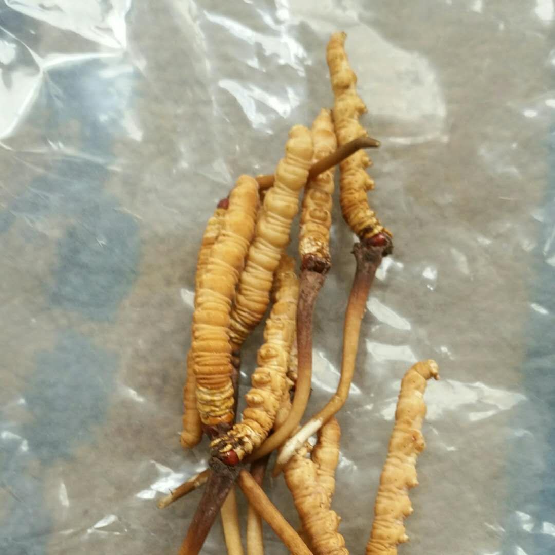 2025 Zang Yingtang Qinghai Fresh Cordyceps Sinensis 0.3-0.6g, the Minimum Order of a Gift Box