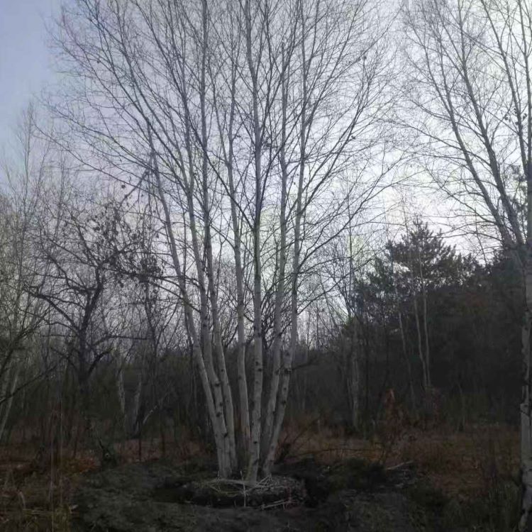 White Birch Clump White Birch White Birch Tree Single Plant Clump White Birch Seedling Park Greening Park Greening