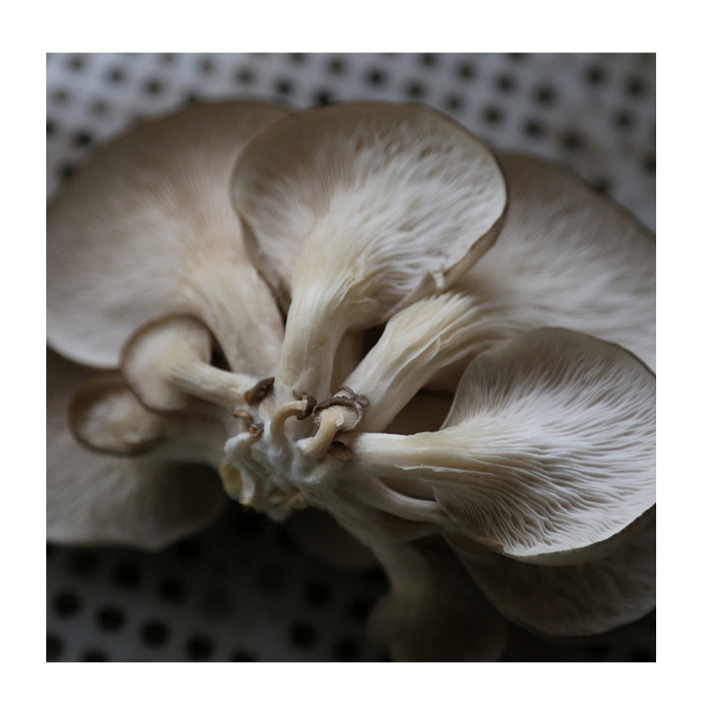 Mushroom Mushroom mushroom package 6kg mushroom stick two ends of Mushroom Mushroom mushroom base direct hair Four Seasons planting Mushroom mushroom package