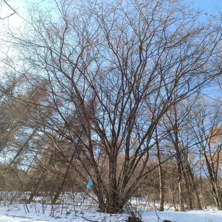 White Birch Clump White Birch White Birch Tree Single Plant Clump White Birch Seedling Park Greening Park Greening
