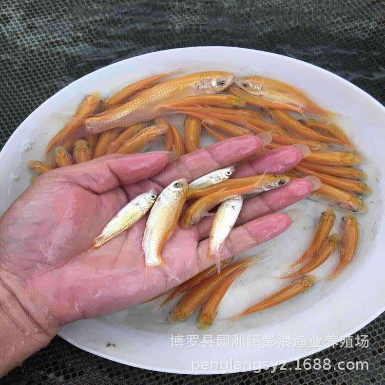 Golden Grass Carp Fry, Red Grass Carp, Golden Grass Carp Fry, Red Eye Golden Grass Carp Fry