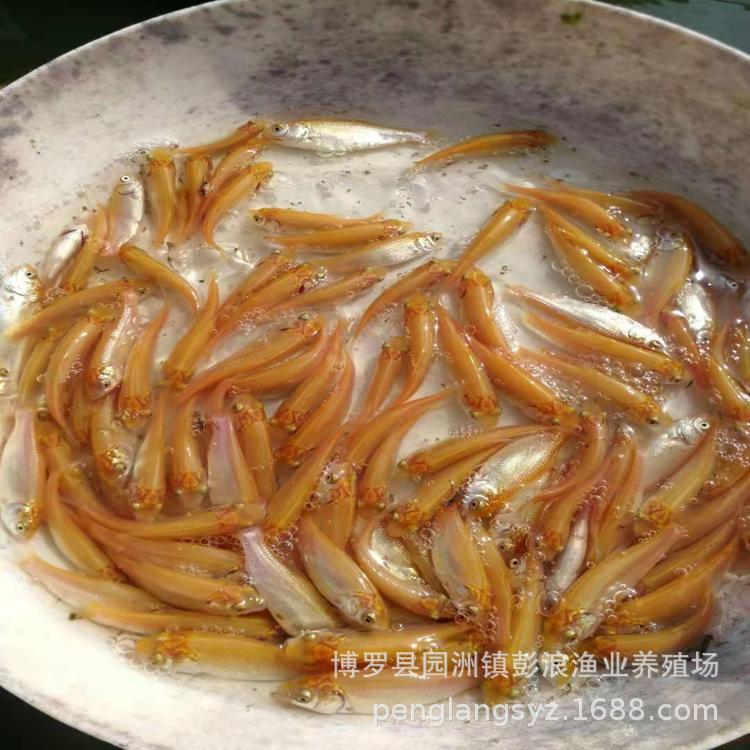Golden Grass Carp Fry, Red Grass Carp, Golden Grass Carp Fry, Red Eye Golden Grass Carp Fry