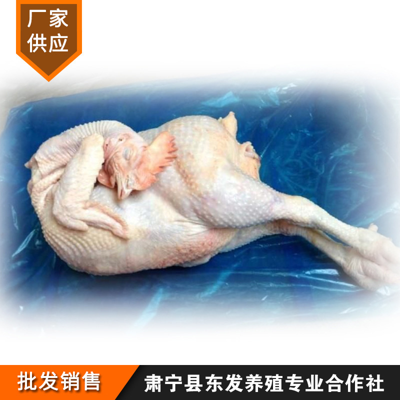 Dongfa Breeding Factory Wholesale Frozen Fresh Old Chicken Chicken Fresh淘汰 Chicken Whole Chicken
