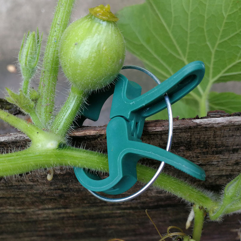 Cross-Border Plant Gardening Clip 20Pcs Tomato Flower Garden Amazon Plastic Fixed Clip Green Garden Clip