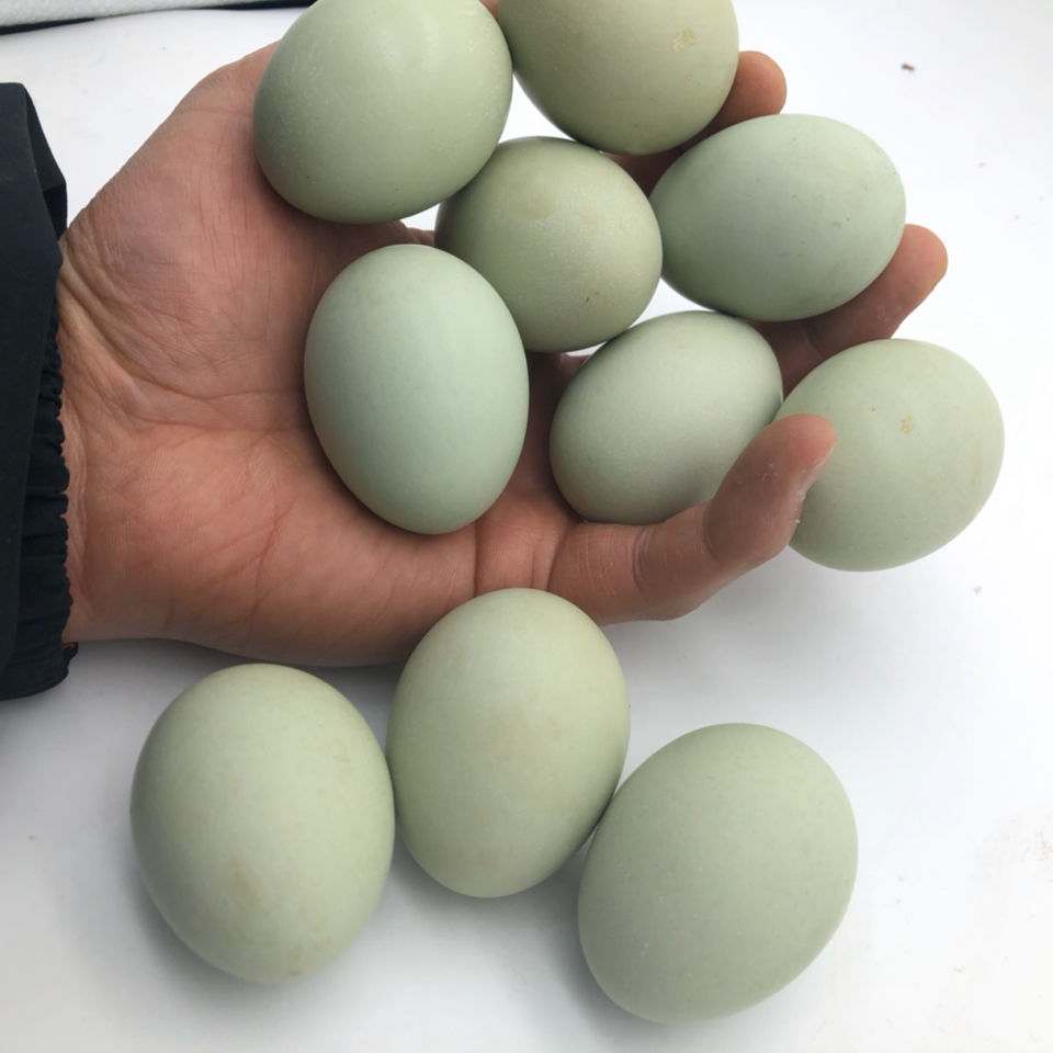 50 Free Shipping Green Shell Farm Free Range Eggs Green Shell Eggs Fresh