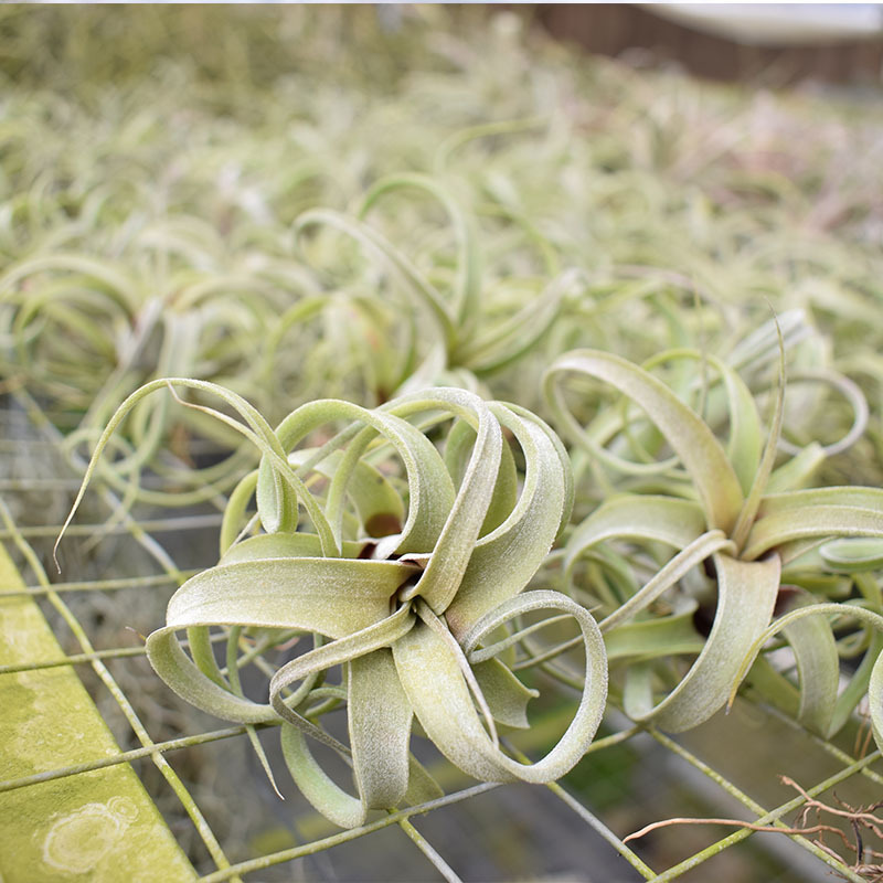 Base Straight Hair Air Pineapple Soilless Plant Flower Roll (Flower Hybrid Electric Perm Roll) Classic and Easy to Maintain