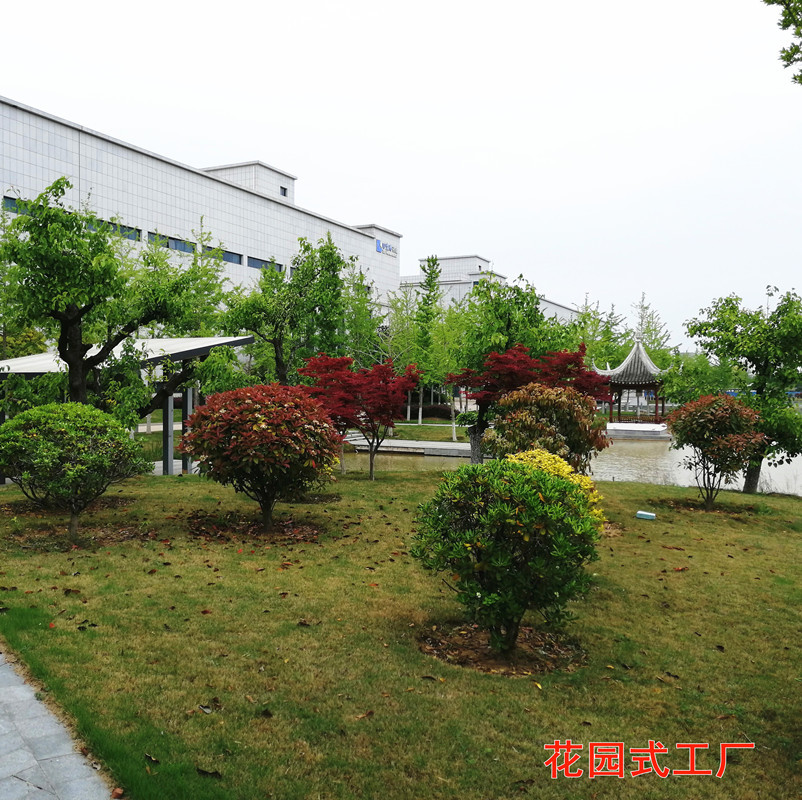 [Manufacturer] Supply of Dry Cleaning Dust-Free Tartary Buckwheat Hulls (Skin) Jianghu Exhibition Preferred Product Quality Assurance