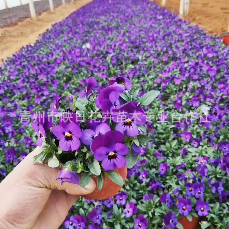 Pansy Qingzhou Supplies Seasonal Grass Flower Pansy Pansy Garden Greening Three-Color Brocade Base