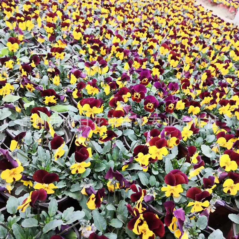Pansy Qingzhou Supplies Seasonal Grass Flower Pansy Pansy Garden Greening Three-Color Brocade Base