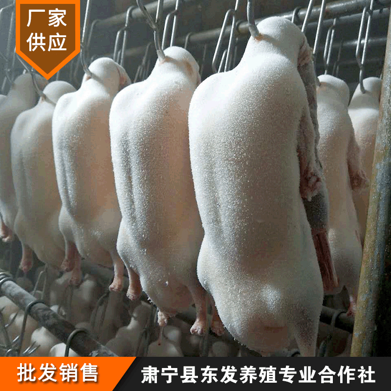 Оптовая свежезамороженная утка эмбрионы от производителя, специальные утка эмбрионы для замороженной жареной утки, четыре серии Пекинской жареной утки