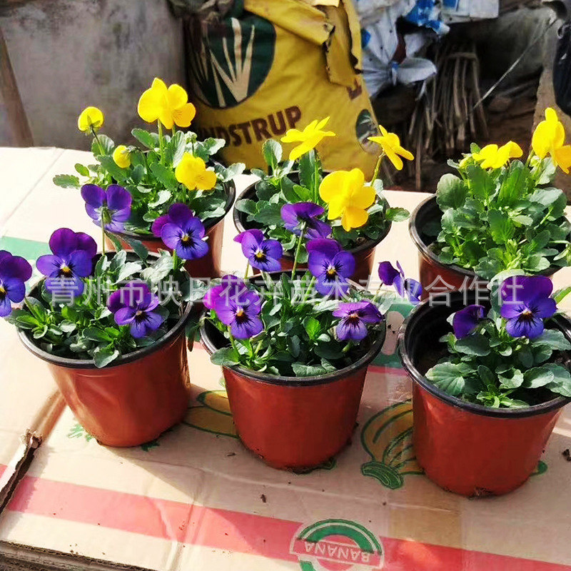 Пансион Цинчжоу, сезонные цветы, трехцветный бархатный цветок для озеленения сада