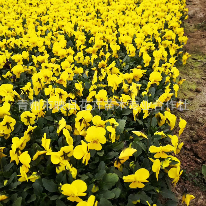Pansy Qingzhou Supplies Seasonal Grass Flower Pansy Pansy Garden Greening Three-Color Brocade Base