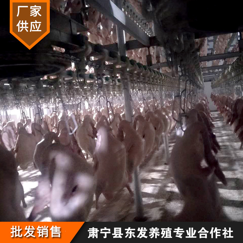 Manufacturer Wholesale Fresh Frozen Duck Embryos Beijing Four Series Roast Duck Embryos Special Duck Embryos for Frozen Fresh Roast Duck