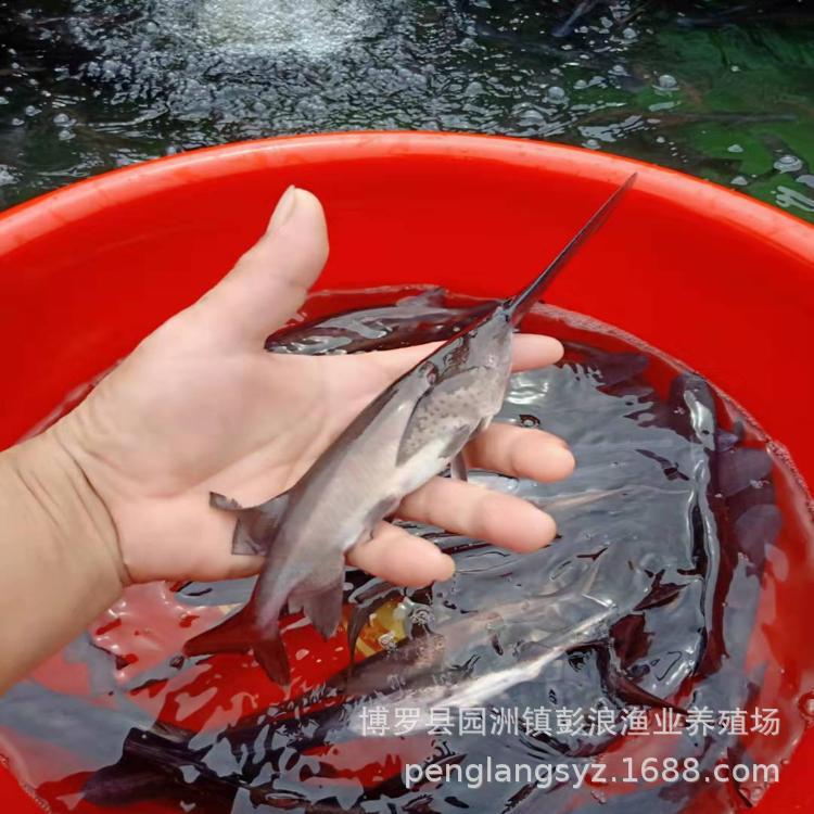 Guangdong Duckbill Fry, Freshwater Duckbill Fry, Key Kiss Fry, Guangdong Freshwater Fish Fry Wholesale