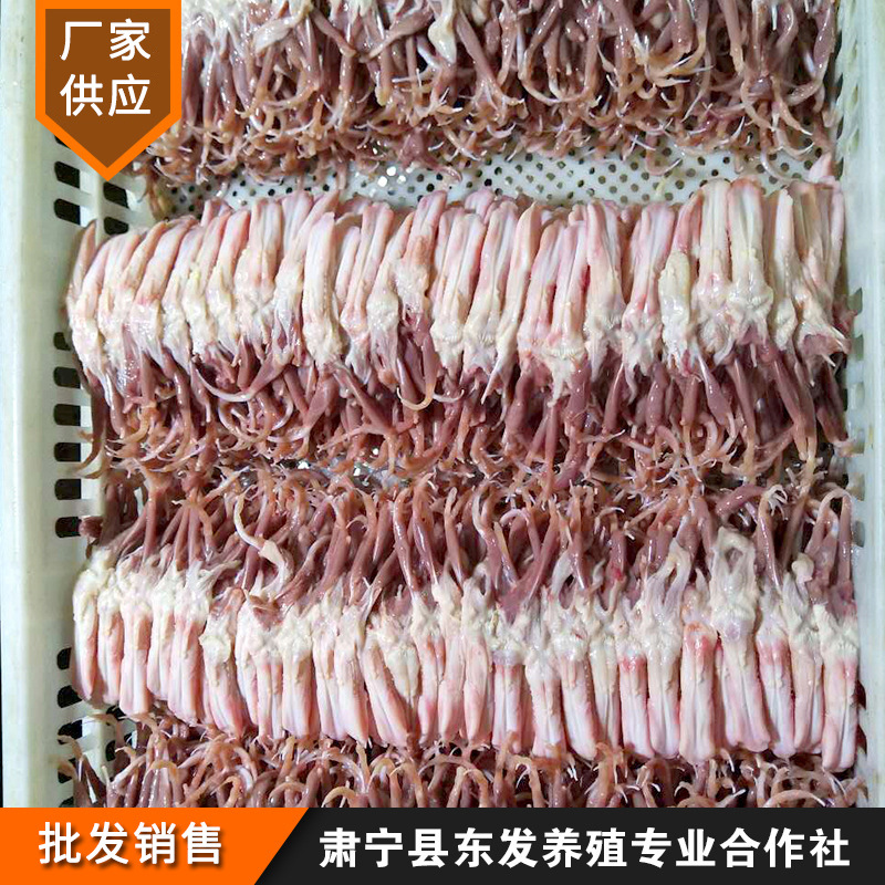 Manufacturer Supplies Frozen Duck Tongue Fresh Raw Frozen Ingredients Wholesale Duck Tongue Fresh Frozen Without Tongue Coating