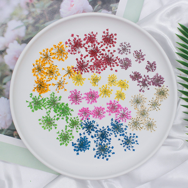 Snow Bead Lace Flower Dried Flower Embossed Plant Specimen Nail Art Face Decoration Children's Handmade Photo Frame Bookmark Sticker