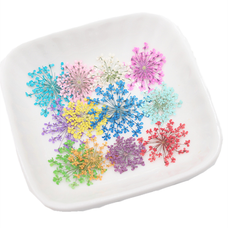 Snow Bead Lace Flower Dried Flower Embossed Plant Specimen Nail Art Face Decoration Children's Handmade Photo Frame Bookmark Sticker