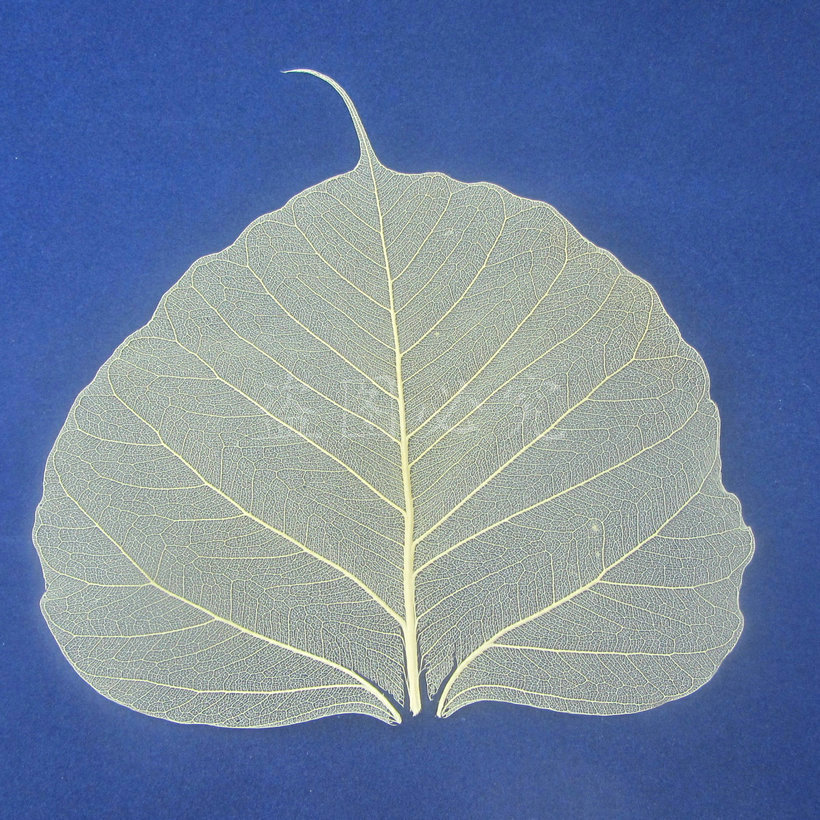 Natural Bodhi Leaf Vein Calligraphy and Painting Special Laminated Bookmark Embossed Raw Material Plant Specimen Yunnan Dried Flower Decoration Material