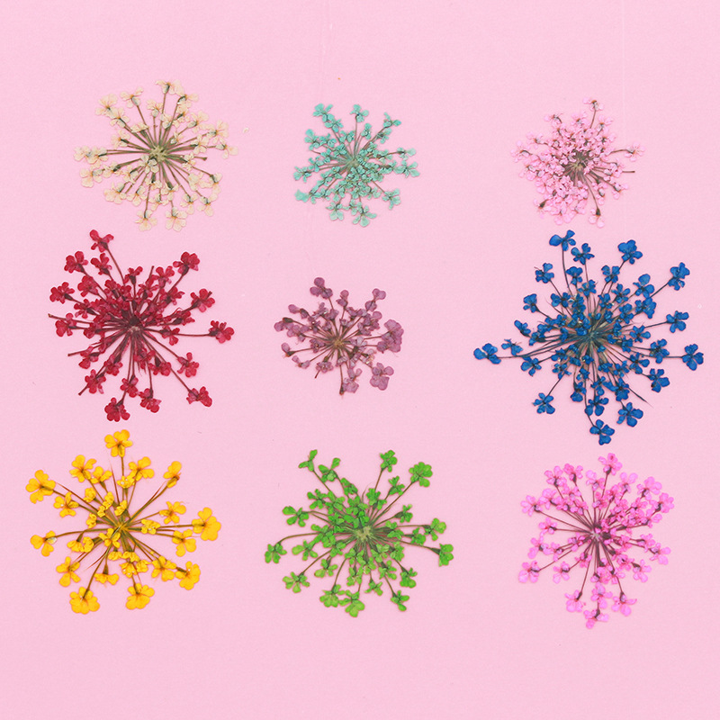 Snow Bead Lace Flower Dried Flower Embossed Plant Specimen Nail Art Face Decoration Children's Handmade Photo Frame Bookmark Sticker