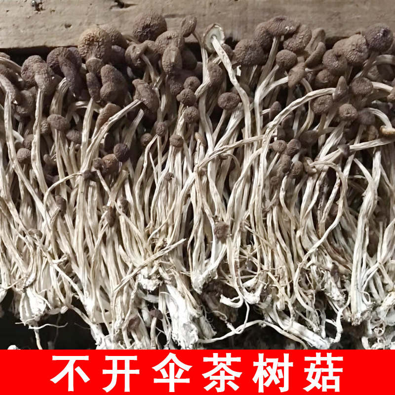 Fujian dried tea mushroom wholesale tea mushroom dry goods bulk origin direct wholesale 500g